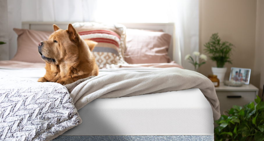 Brown dog resting on a bed with a Zinus memory foam mattress, beige blanket, and gray textured throw in a cozy bedroom with blush bedding, plants, and soft morning light through white curtains