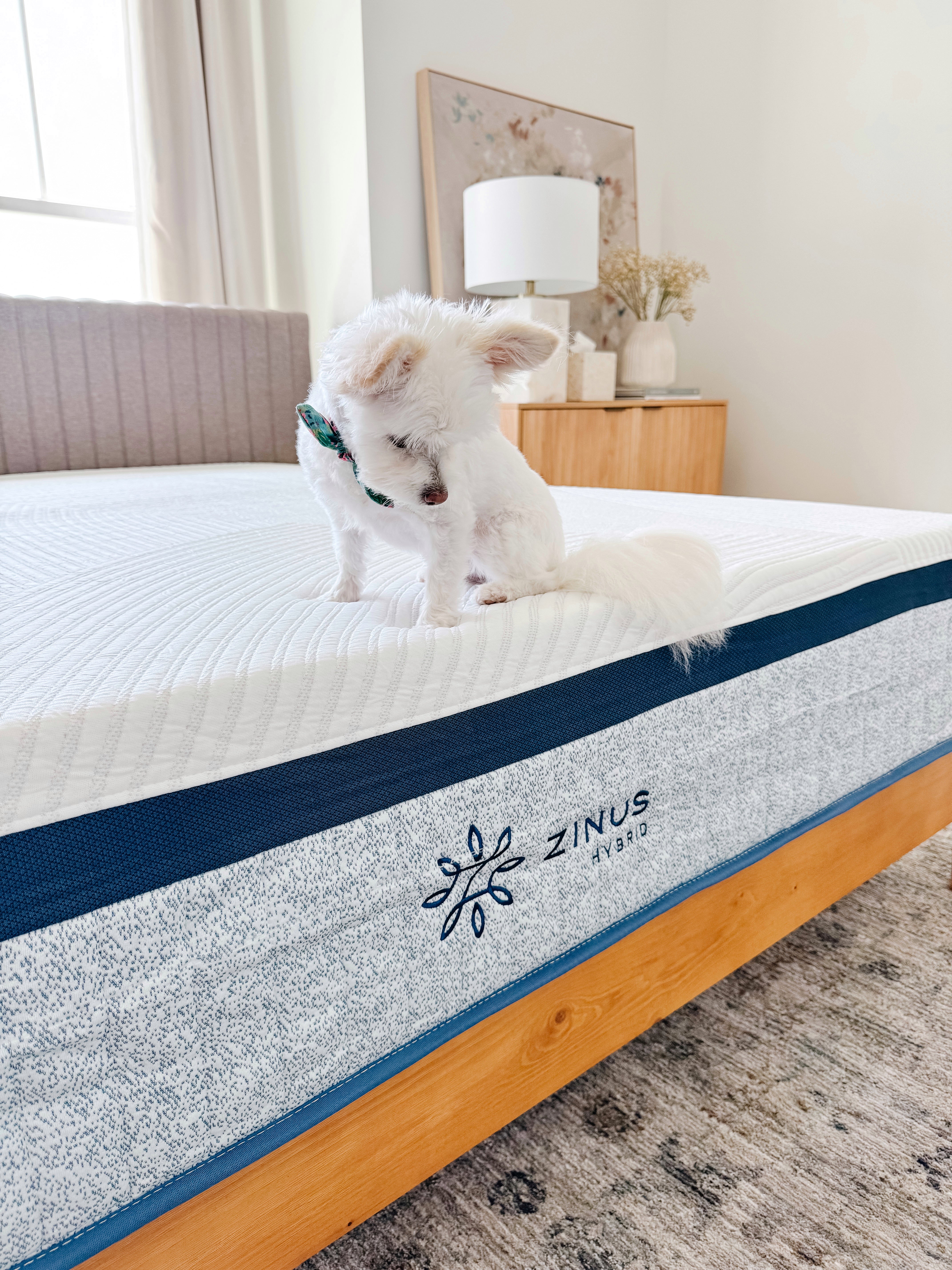 Zinus hybrid mattress with a textured white cover on a wooden platform bed, shown supporting a small white dog to highlight balanced comfort and a calm, airy bedroom setting