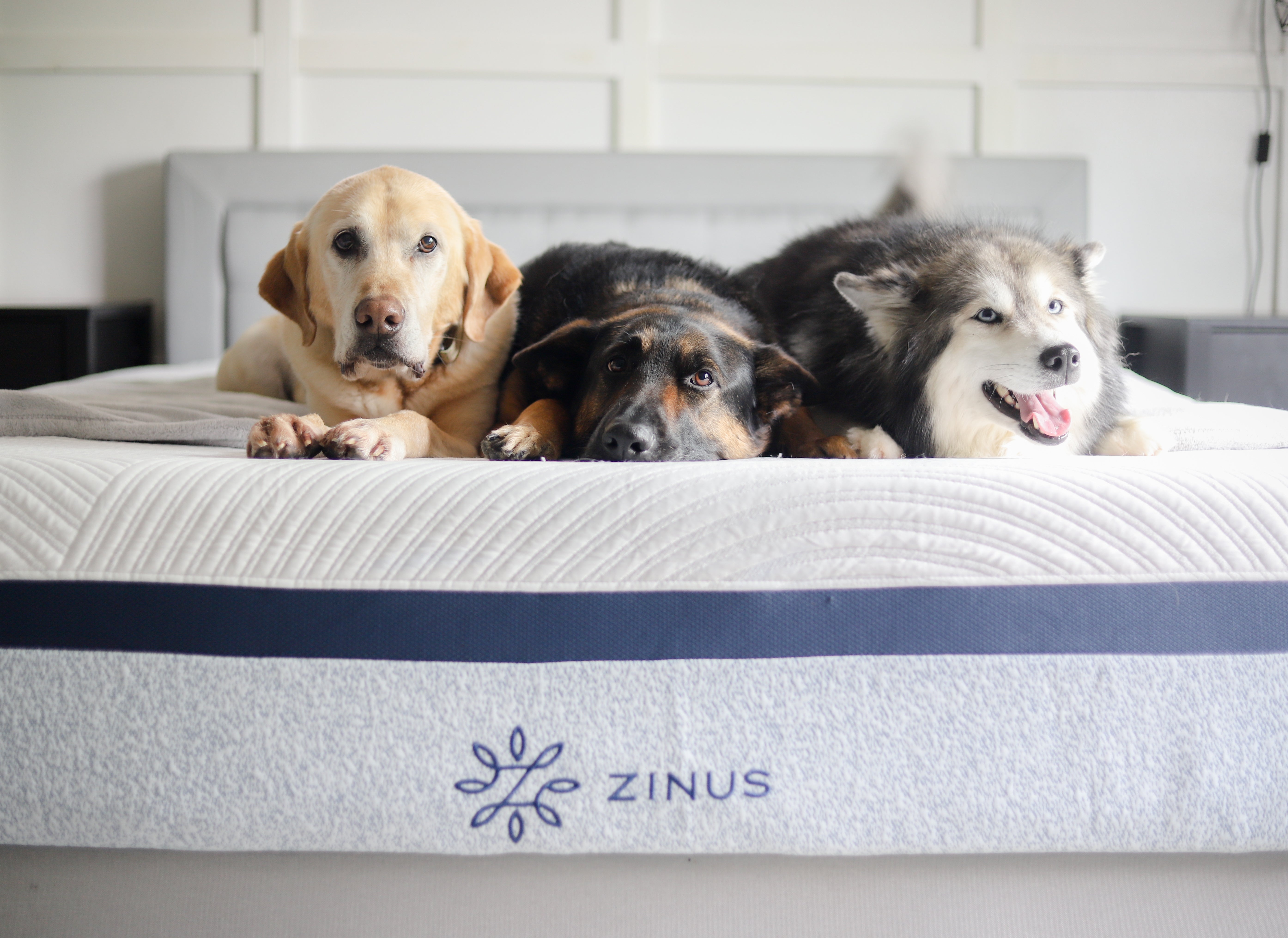 Three dogs resting side by side on a Zinus mattress with a white quilted cover and blue edge detail, showcasing pet-friendly comfort and durability in a bright modern bedroom