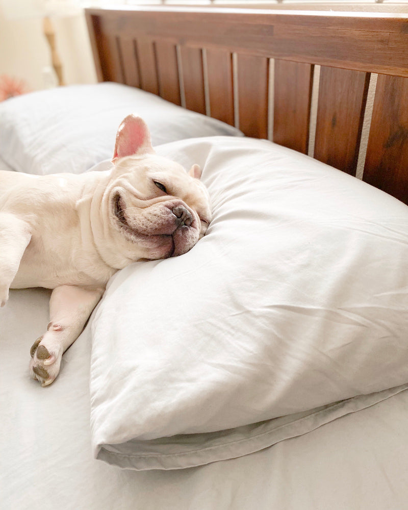 Calm bedroom scene conveying comfort and restful sleep, with a small cream-colored dog napping on a white pillow against a warm wood slatted headboard. Soft neutral bedding and the relaxed posture create an inviting atmosphere for unwinding at bedtime.