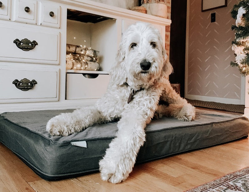 Large fluffy dog resting on a gray pet mattress in a cozy room decorated with holiday lights and a white dresser.